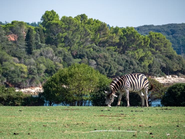 San Antonio Zoo