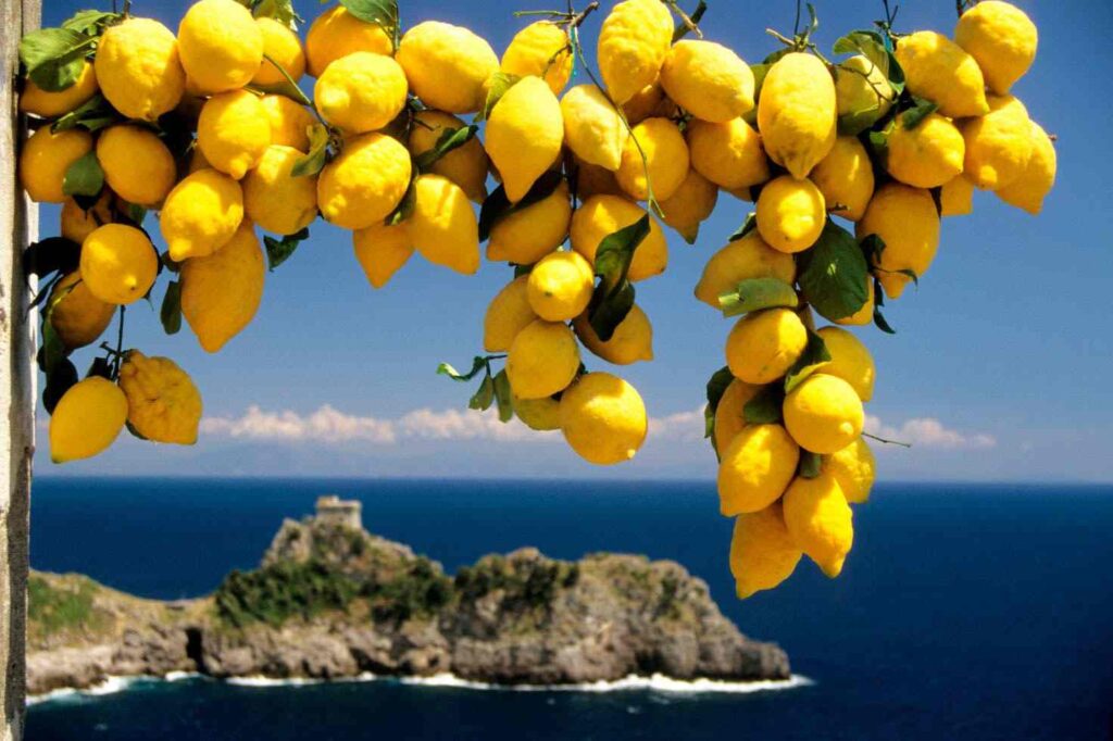 the famous lemon growers from the amalfi coast