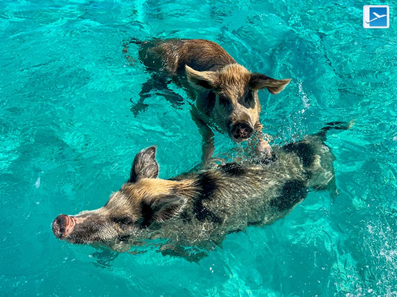 Things To Remember When Swimming With Pigs In The Bahamas