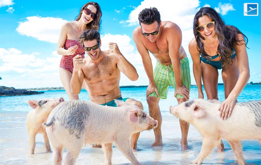 How To Meet The Swimming Pigs Of The Bahamas!