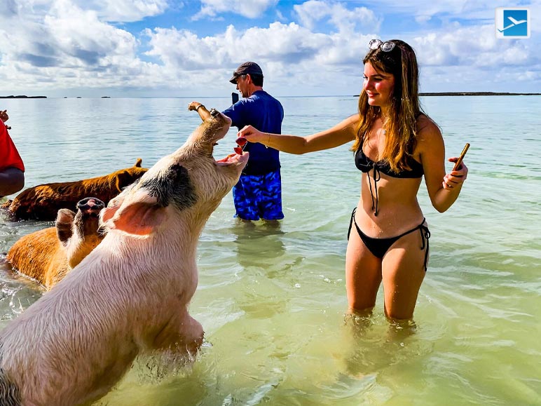 Things To Remember When Swimming With Pigs In The Bahamas