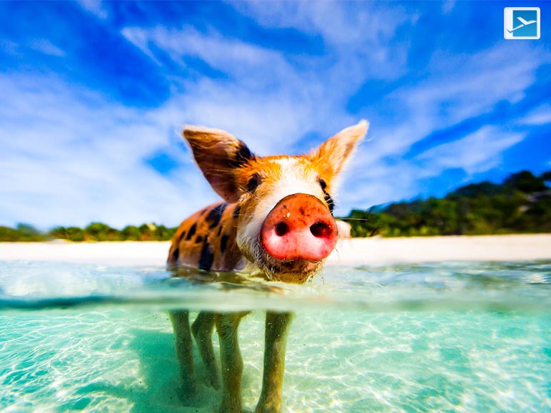 Where Is Swimming With Pigs In Bahamas_
