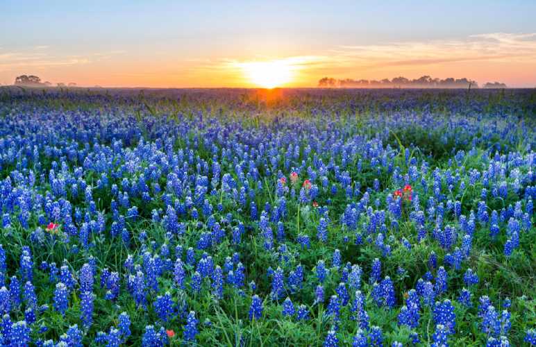 Bluebonnets